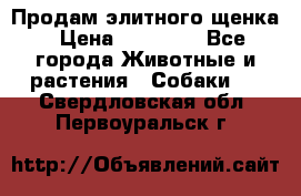 Продам элитного щенка › Цена ­ 30 000 - Все города Животные и растения » Собаки   . Свердловская обл.,Первоуральск г.